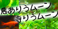 悪ありうムーン寺りうムーン 熱帯魚